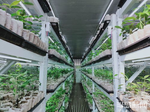 物聯(lián)網(wǎng)技術(shù)助力植樹造林，綠色產(chǎn)業(yè)迎來科技突圍